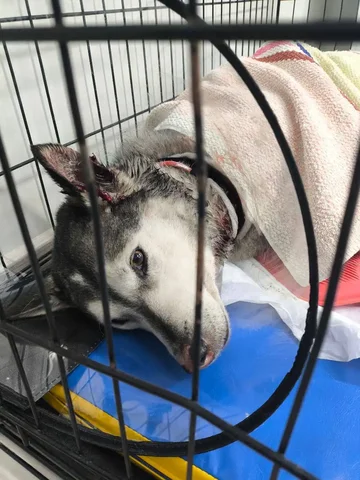 Потерянная собака породы хаски в Иркутске - Животные в Иркутск