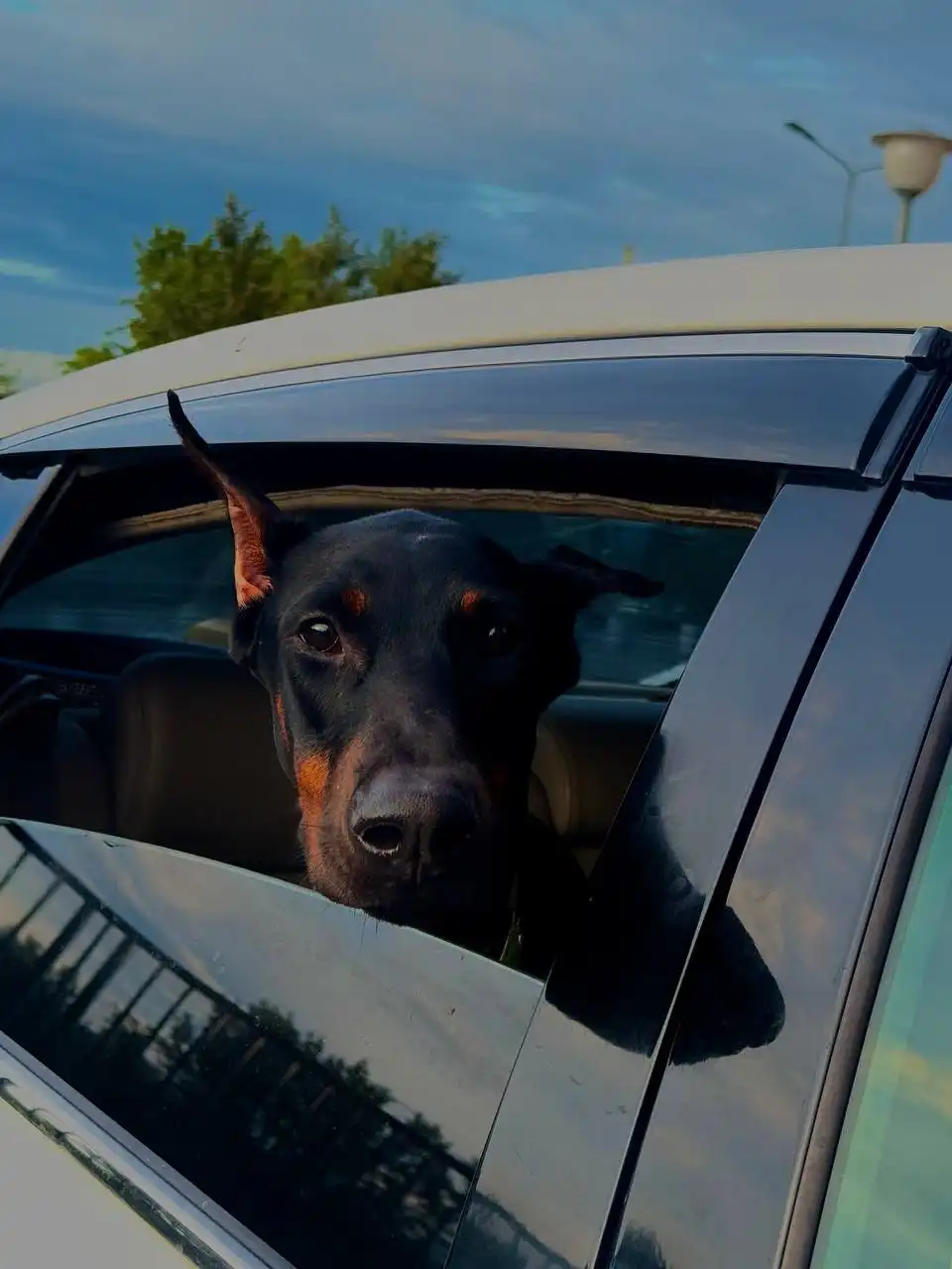 Потерялась собака Доберман по кличке Трэя