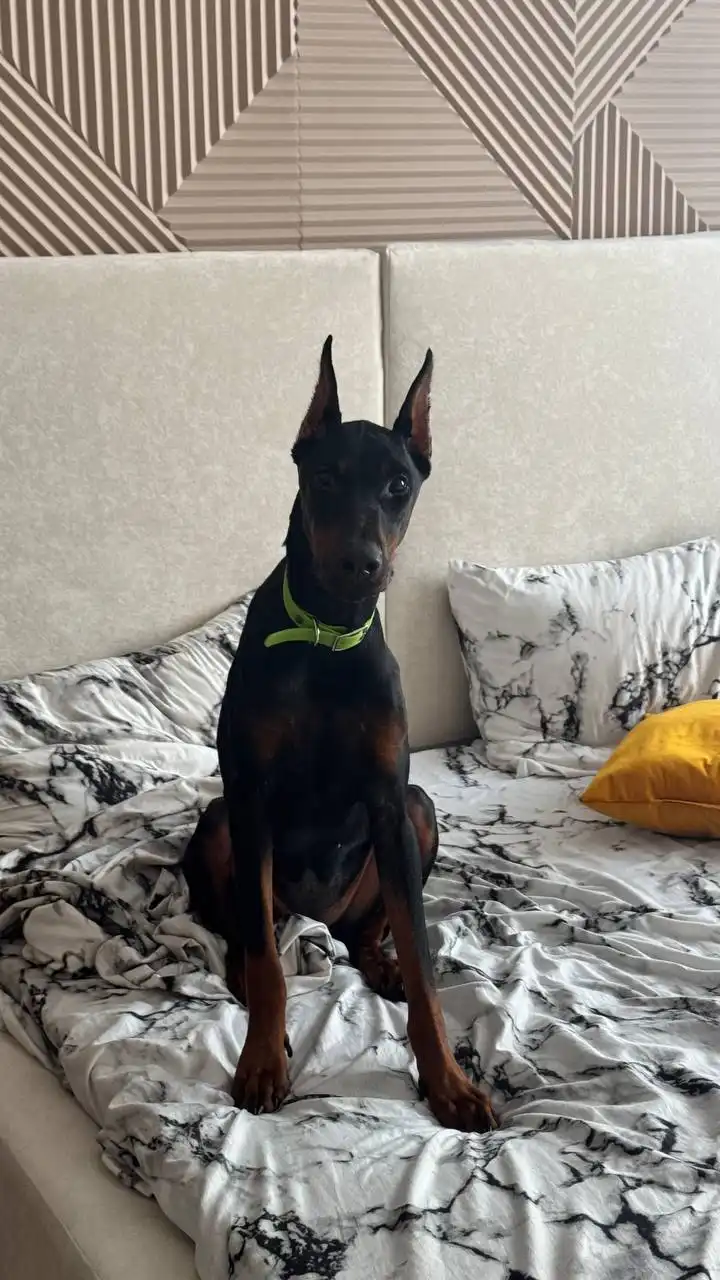 Потерялась собака Доберман по кличке Трэя