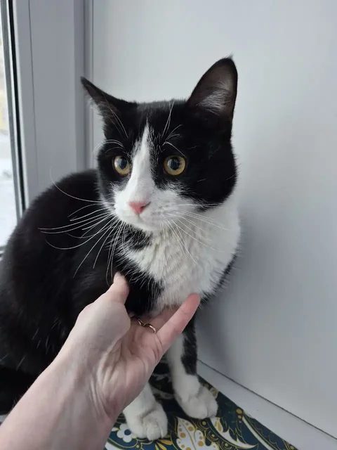 Найден домашний котик на улице Чайковского 21 - частное объявление в Иркутск