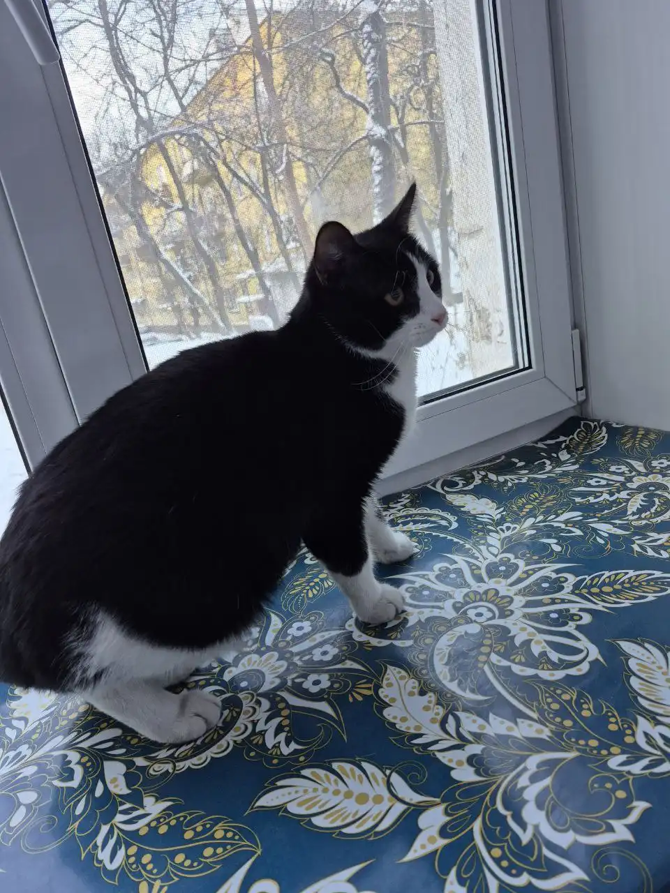 Найден домашний котик на улице Чайковского 21