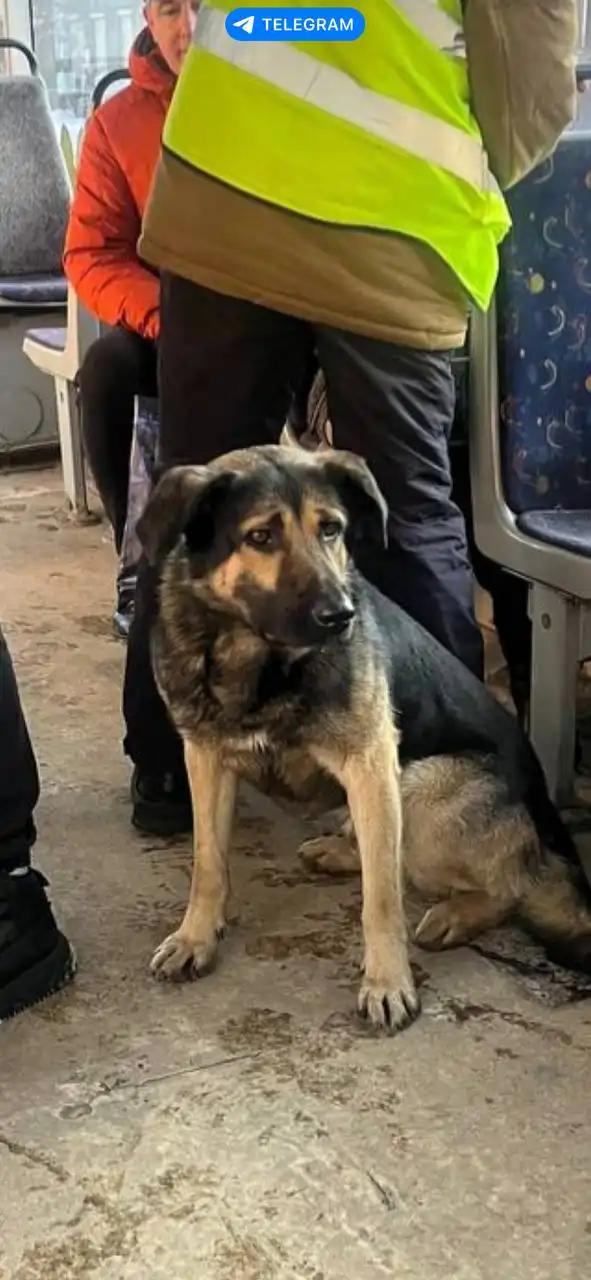 Потеряшка в трамвае