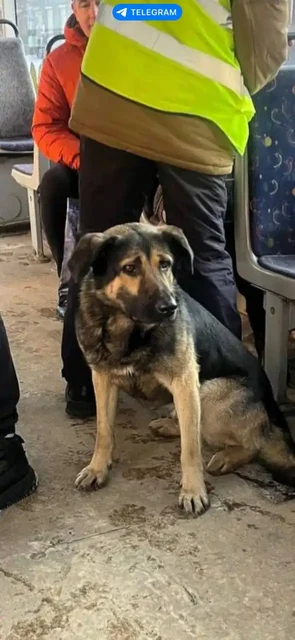 Потеряшка в трамвае - частное объявление в Иркутск