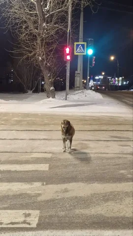 Найдена собака в Иркутске - частное объявление в Иркутск