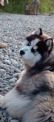 Потерялась собака смесь хаски с маламутом в Иркутске - частное объявление в Иркутск