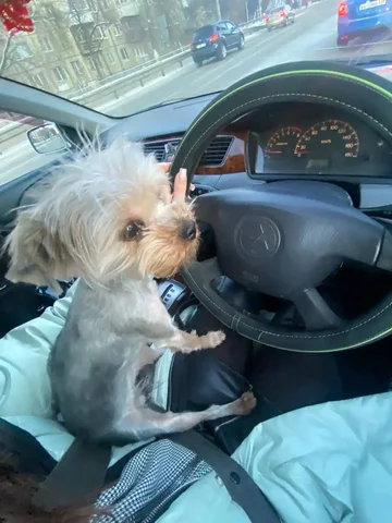 Пропала собака породы екширский терьер в Иркутске - частное объявление в Иркутск