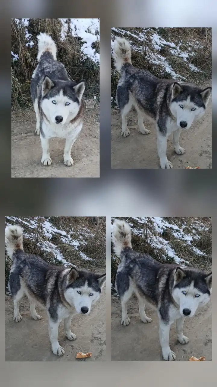 Потерялась собака в Иркутске