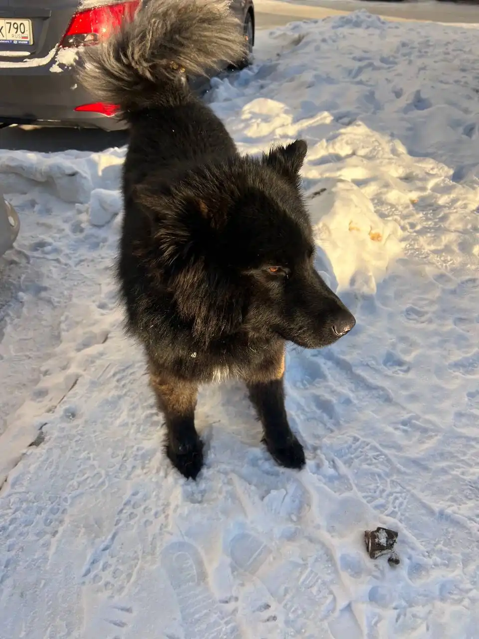 Потеряшка в Иркутске ищет хозяина - частное объявление в Иркутск