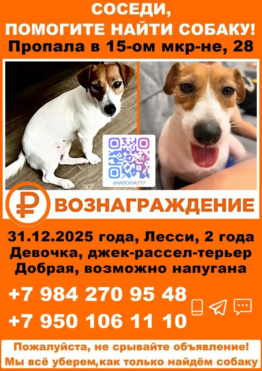 Потеряшка в Ангарске