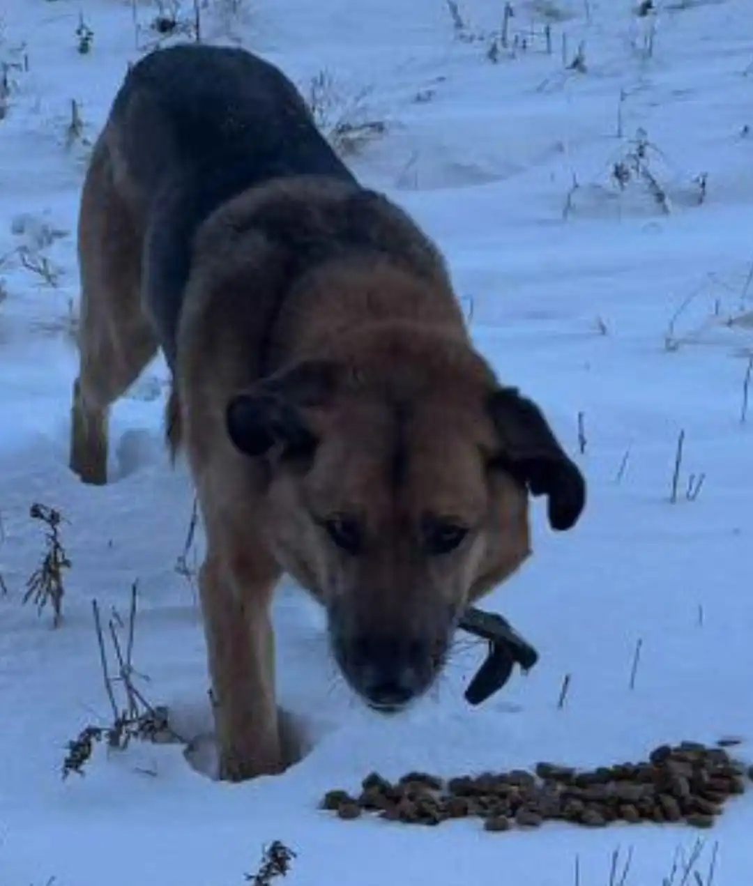 Потеряшка Иркутск Животные