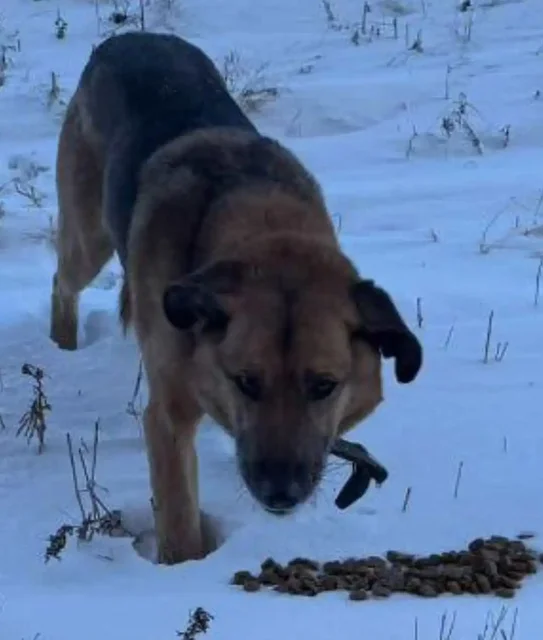 Потеряшка Иркутск Животные - частное объявление в Иркутск