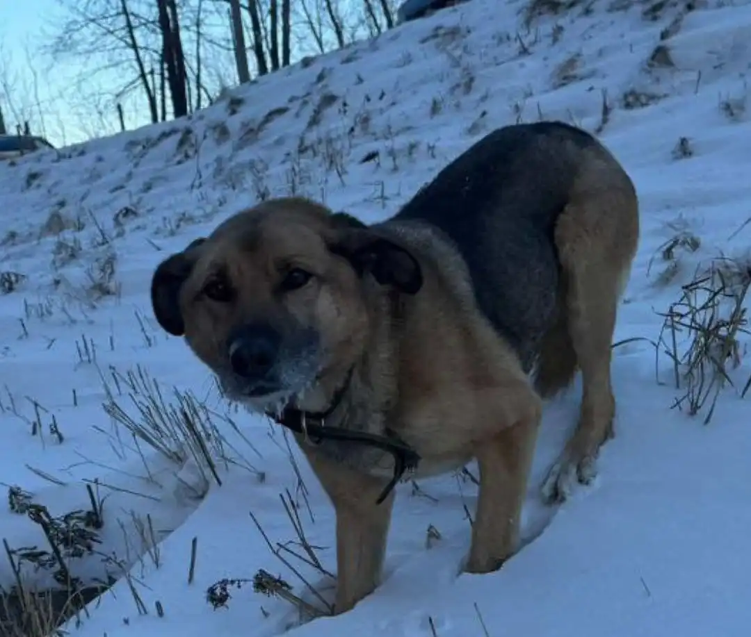 Потеряшка Иркутск Животные