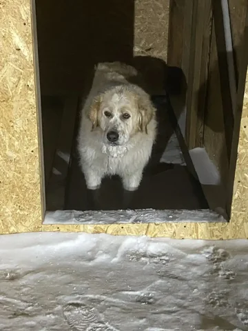 Потерянная собачка в СНТ Чайка на Олхинской горе - частное объявление в Иркутск