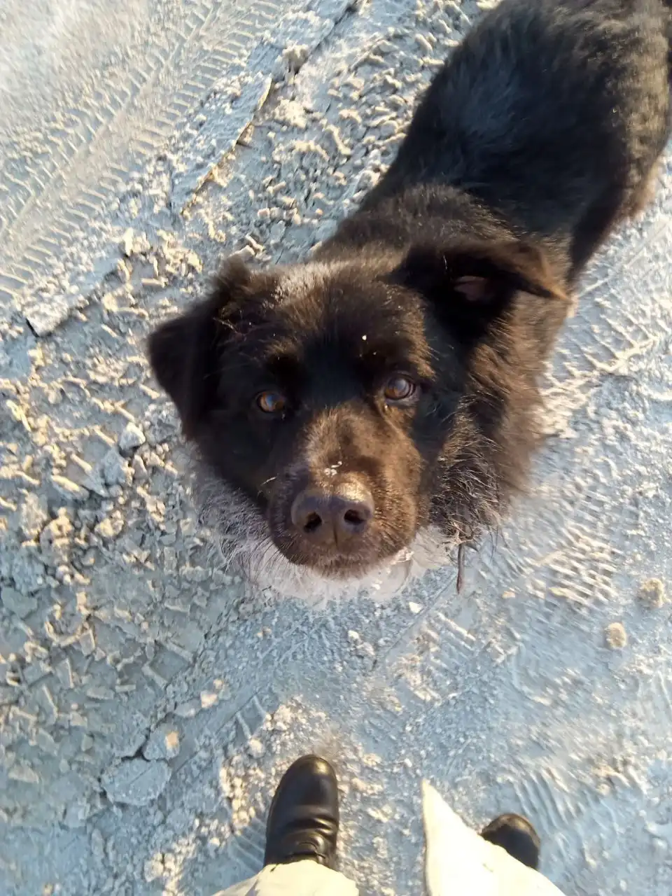 Пропавшая собака в Иркутске