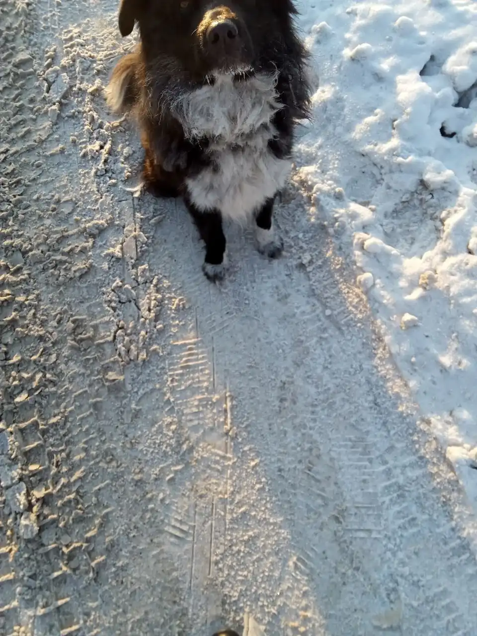 Пропавшая собака в Иркутске