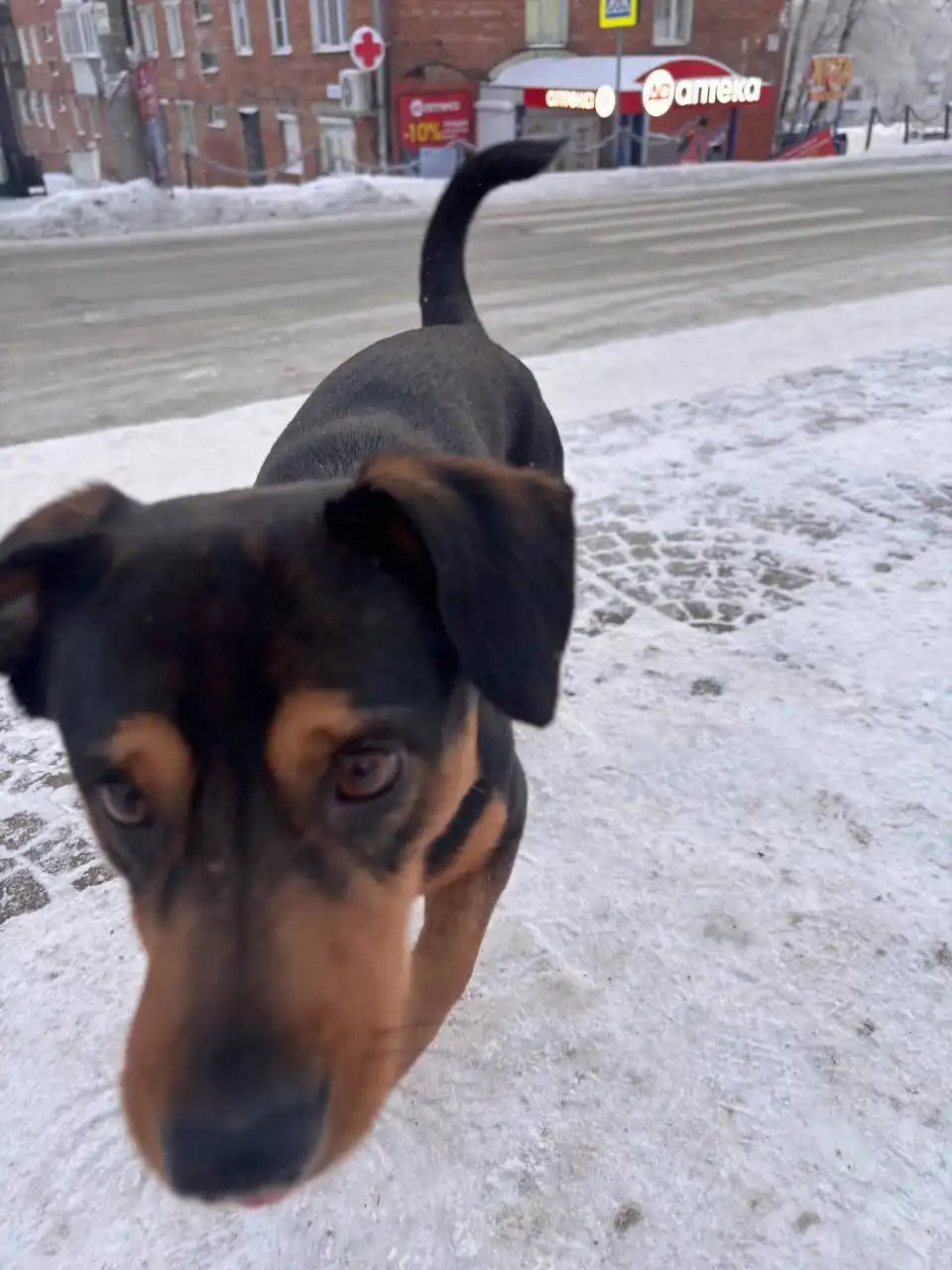 Найден потерявшийся кобель в Иркутске