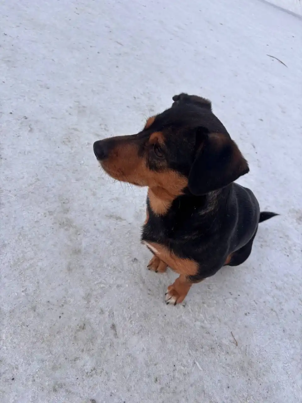 Найден потерявшийся кобель в Иркутске