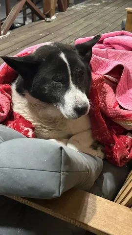 Найден раненный пес в СНТ "Восовец" - частное объявление в Иркутск