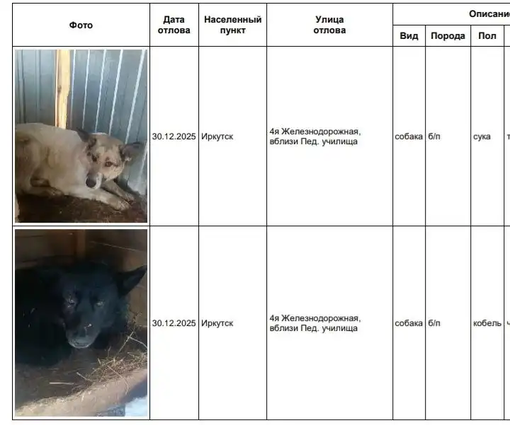 Найдены собаки в приюте в Усолье