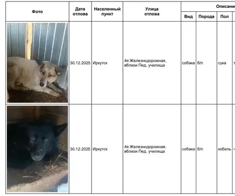Найдены собаки в приюте в Усолье - частное объявление в Иркутск