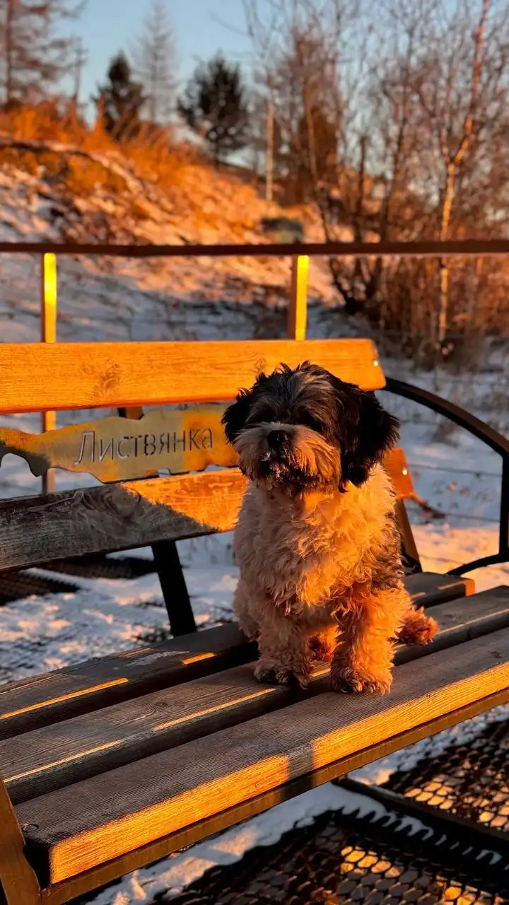 Потерялась собачка Пушоня в районе Радужного