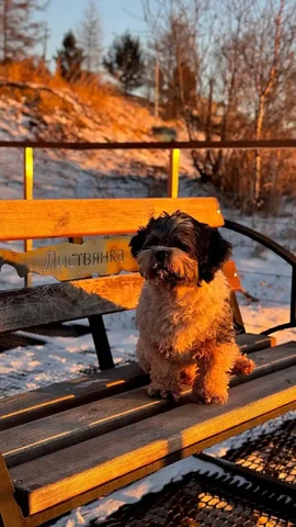 Потерялась собачка Пушоня в районе Радужного - Животные в Иркутск