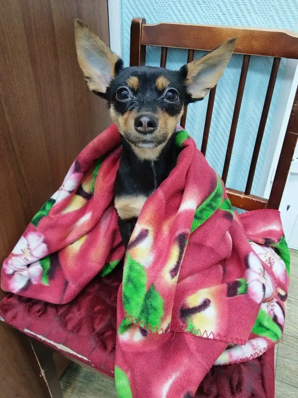 Найдена собака в Иркутске