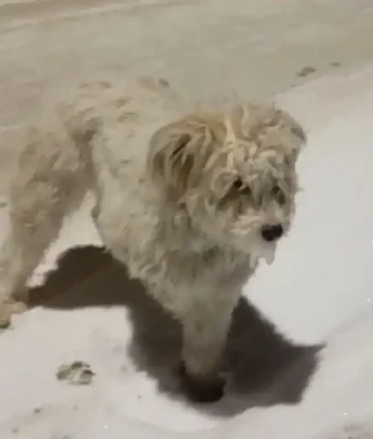 Потерянная собака в Усолье - Животные в Усолье