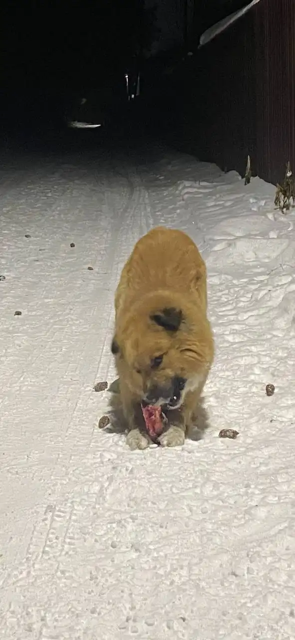 Потерянная рыжая собака в районе Ангарска