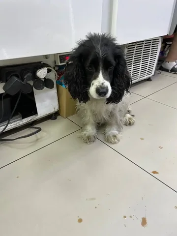 Найдена собака в Ленинском районе Иркутска - Животные в Иркутск