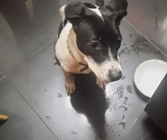 Потерявшаяся собака в Иркутске