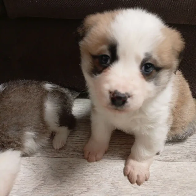 Передержка животных в Иркутске - Услуги в Иркутск