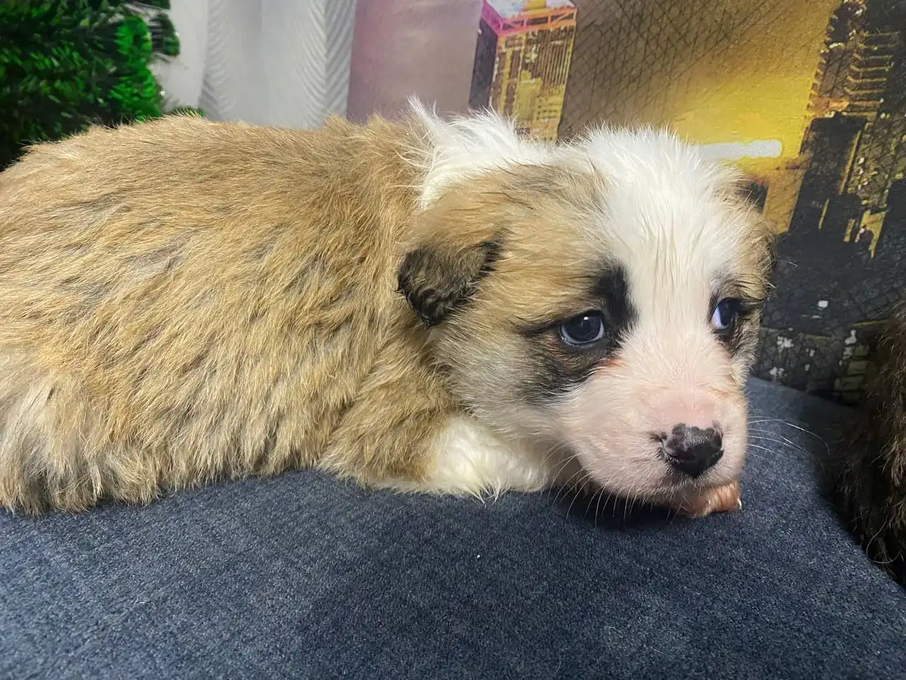 Передержка животных в Иркутске