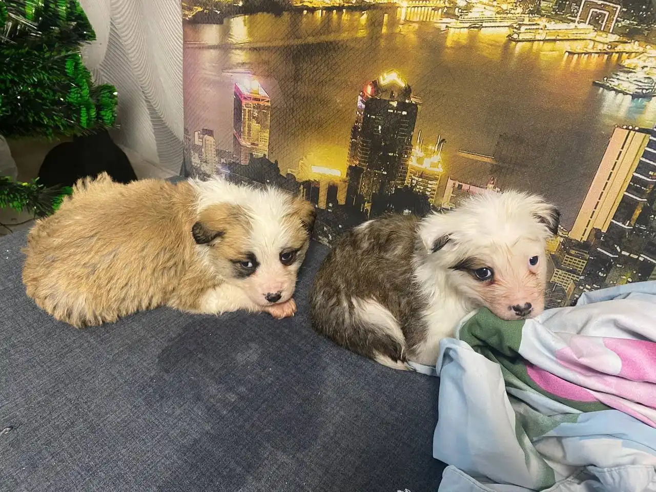 Передержка животных в Иркутске