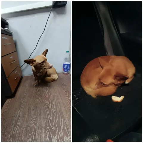 Найдена собака на Плишкинском тракте - Животные в Иркутск