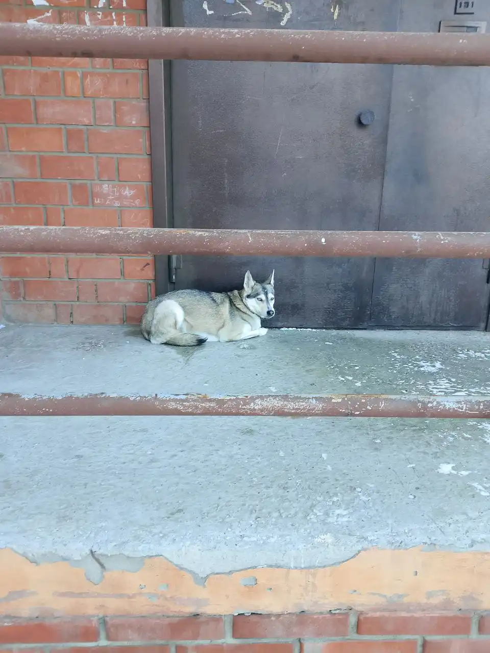 Потерявшаяся собака на улице Баумана - Животные в Иркутск