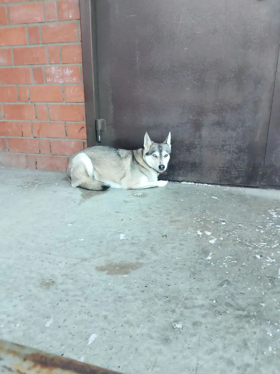 Потерявшаяся собака на улице Баумана - Животные в Иркутск