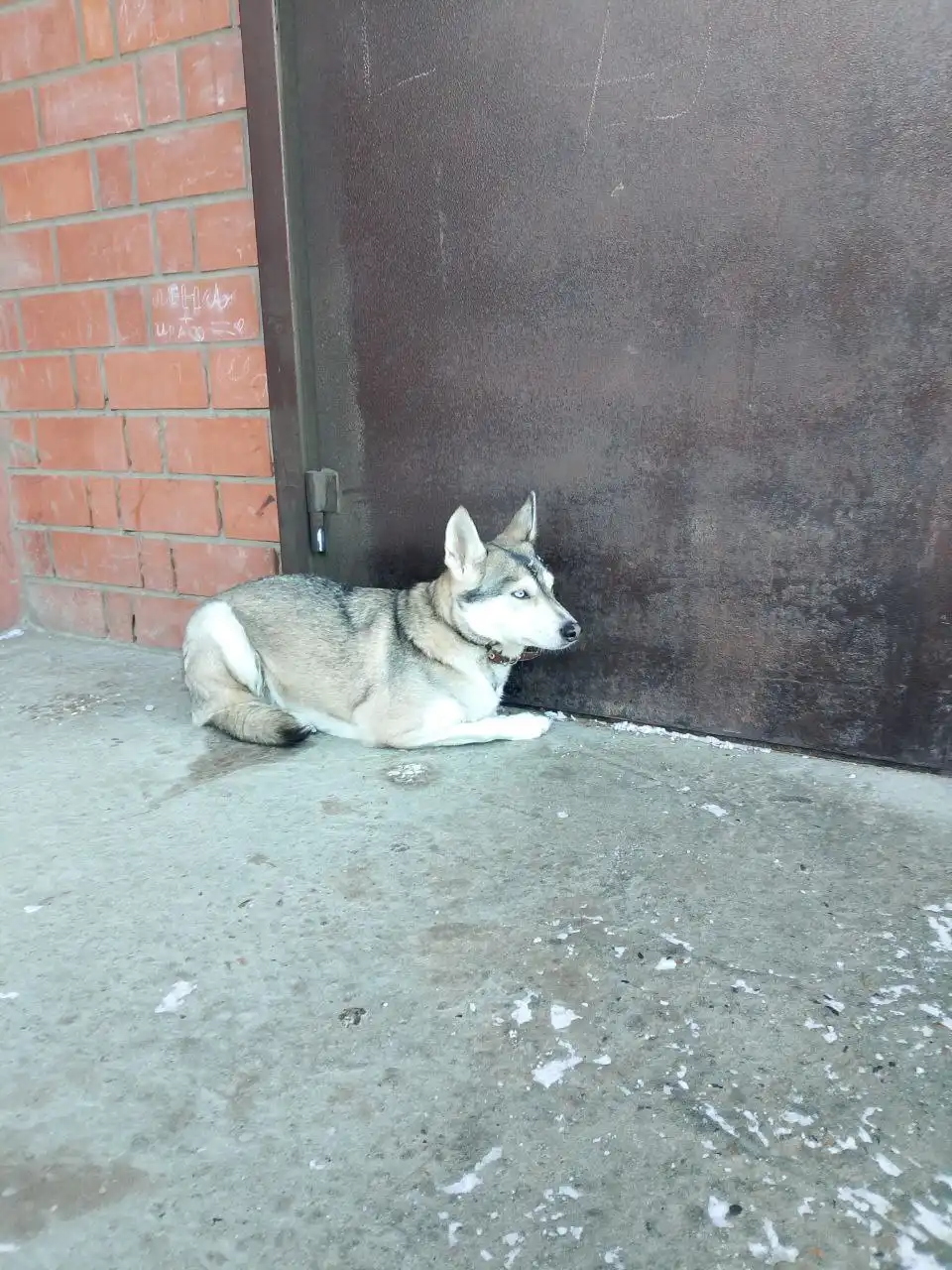 Потерявшаяся собака на улице Баумана - Животные в Иркутск