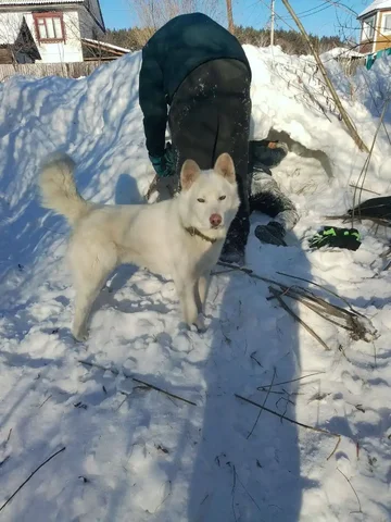 Потерянная собака в мкр. Лесном Иркутска - Животные в Иркутск