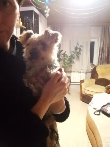 Найдена собака йоркширский терьер в садоводстве - Животные в Иркутск