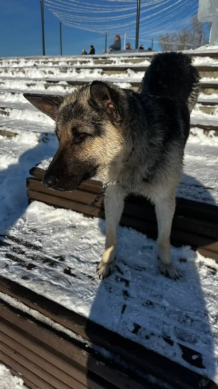 Потерявшаяся овчарка возле памятника Александру III