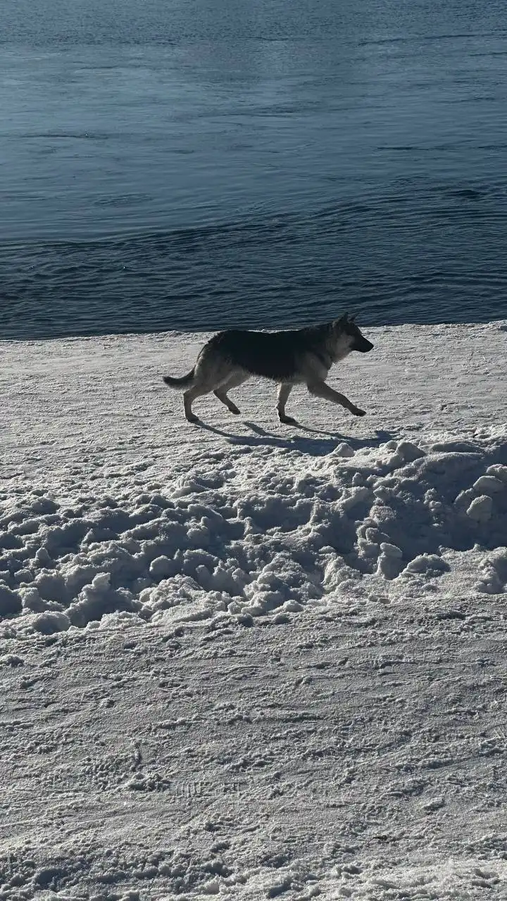 Потерявшаяся овчарка возле памятника Александру III