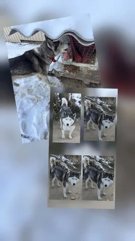 Пропала собака в Ангарске - Животные в Ангарск