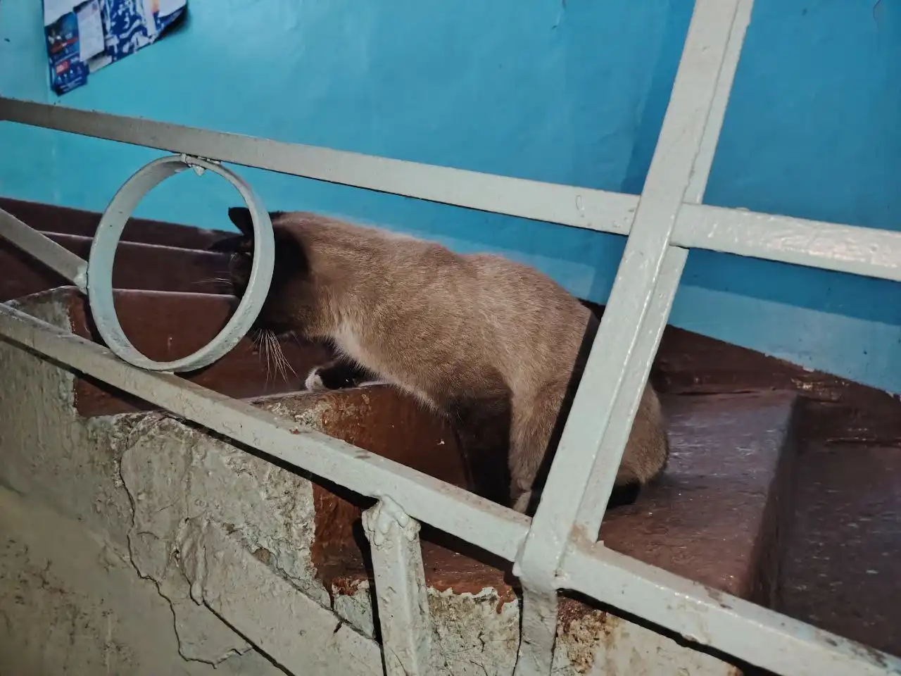 Найден молодой сиамский кот в Иркутске