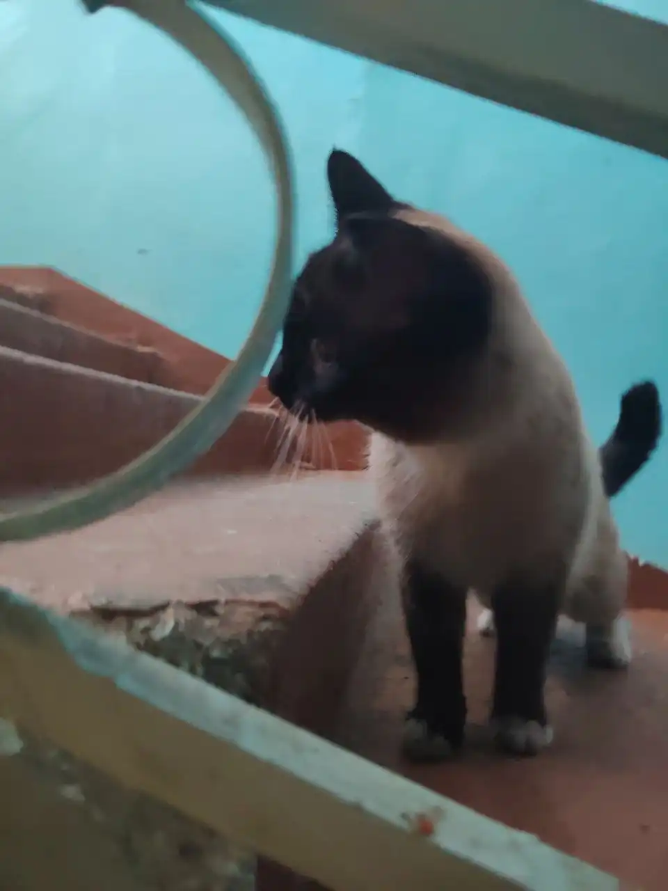 Найден молодой сиамский кот в Иркутске