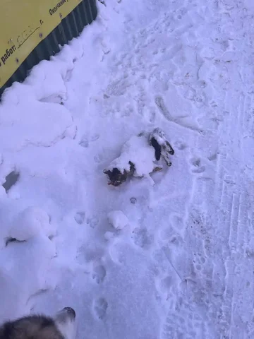 Найденная собака в Ангарске - Животные в Ангарск