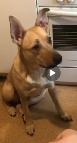 Потерялась собака СТЭФА в Иркутске - Животные в Иркутск