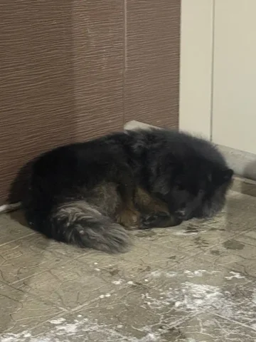 Найдена собака в ЖК Символ - Животные в Иркутск