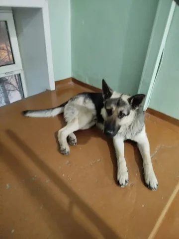 Пропавшая собака на Волжской - Животные в Иркутск