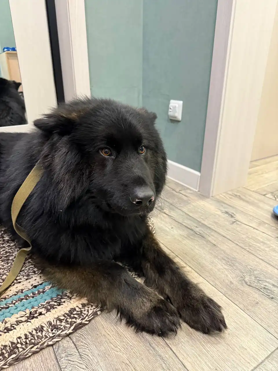 Найдена собака в Иркутске